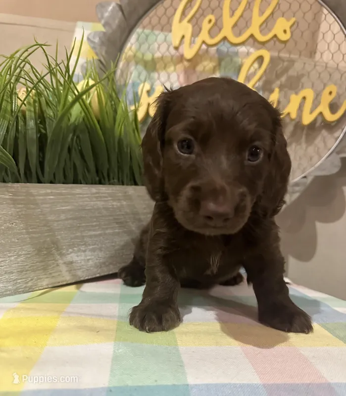 Cocoa – Miniature Dachshund puppy for sale in Denham Springs, LA