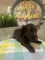 Cocoa, a male Miniature Dachshund for sale in Denham Springs, LA – Photo 3 of 3