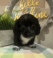 MooCow, a male Miniature Dachshund for sale in Denham Springs, LA – Photo 2 of 10