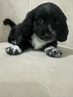 MooCow, a male Miniature Dachshund for sale in Denham Springs, LA – Photo 6 of 10