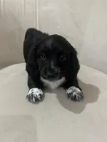 MooCow, a male Miniature Dachshund for sale in Denham Springs, LA – Photo 8 of 10