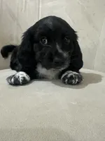 MooCow, a male Miniature Dachshund for sale in Denham Springs, LA – Photo 5 of 10