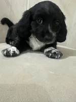 MooCow, a male Miniature Dachshund for sale in Denham Springs, LA – Photo 7 of 10