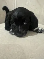 MooCow, a male Miniature Dachshund for sale in Denham Springs, LA – Photo 10 of 10