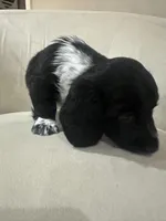 MooCow, a male Miniature Dachshund for sale in Denham Springs, LA – Photo 3 of 10