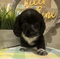 MooCow, a male Miniature Dachshund for sale in Denham Springs, LA – Photo 1 of 10