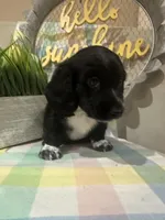 MooCow, a male Miniature Dachshund for sale in Denham Springs, LA – Photo 4 of 10