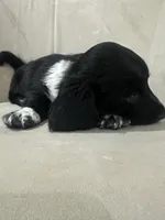 MooCow, a male Miniature Dachshund for sale in Denham Springs, LA – Photo 9 of 10