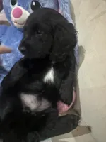 Tye , a male Miniature Dachshund for sale in Denham Springs, LA – Photo 5 of 5