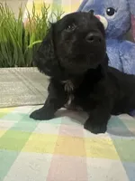 Tye , a male Miniature Dachshund for sale in Denham Springs, LA – Photo 4 of 5