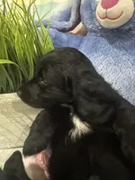 Tye , a male Miniature Dachshund for sale in Denham Springs, LA – Photo 3 of 5