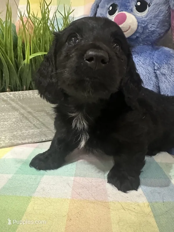 Tye  – Miniature Dachshund puppy for sale in Denham Springs, LA