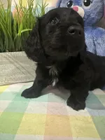 Tye , a male Miniature Dachshund for sale in Denham Springs, LA – Photo 2 of 5