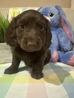 Brownie , a male Miniature Dachshund for sale in Denham Springs, LA – Photo 2 of 4