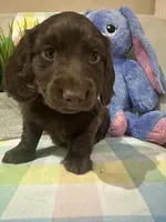 Brownie , a male Miniature Dachshund for sale in Denham Springs, LA – Photo 4 of 4