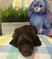 Brownie , a male Miniature Dachshund for sale in Denham Springs, LA – Photo 3 of 4