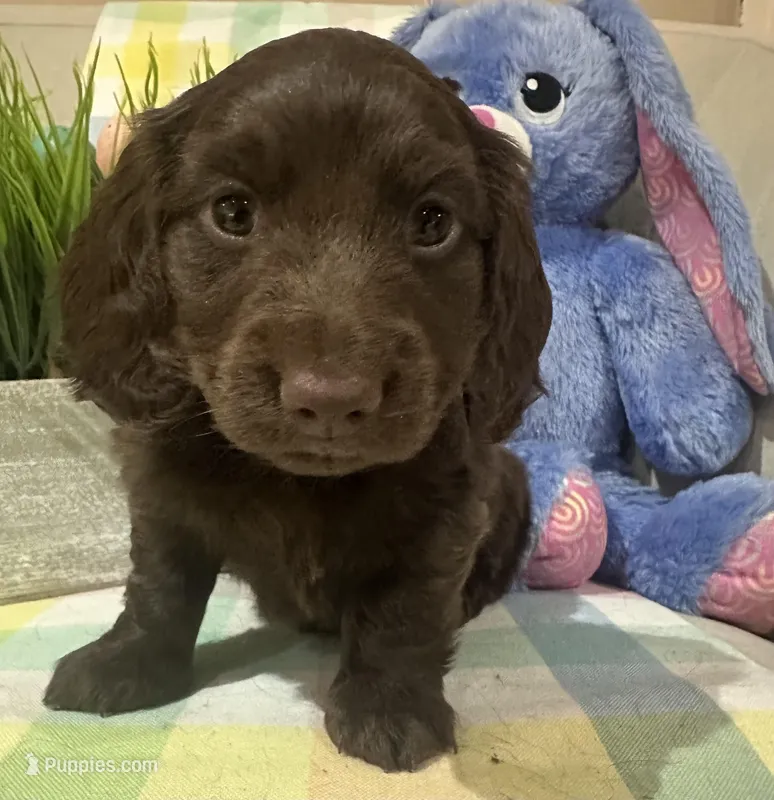 Brownie  – Miniature Dachshund puppy for sale in Denham Springs, LA