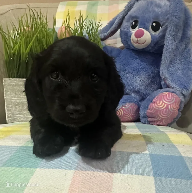 MJ – Miniature Dachshund puppy for sale in Denham Springs, LA