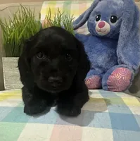 MJ, a male Miniature Dachshund for sale in Denham Springs, LA – Photo 1 of 4