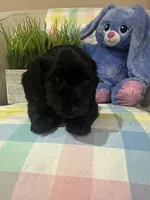 MJ, a male Miniature Dachshund for sale in Denham Springs, LA – Photo 2 of 4