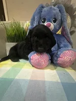 MJ, a male Miniature Dachshund for sale in Denham Springs, LA – Photo 3 of 4