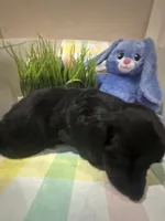 MJ, a male Miniature Dachshund for sale in Denham Springs, LA – Photo 4 of 4