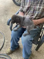Girl3, a female German Shorthaired Pointer for sale in Carthage, NC – 7 of 8