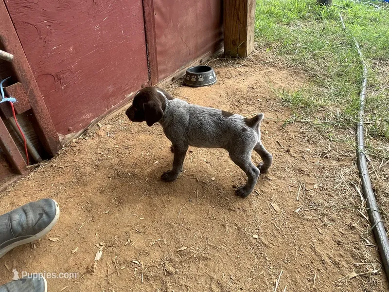 Girl1 – German Shorthaired Pointer puppy for sale in Carthage, NC