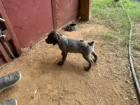 Girl1, a female German Shorthaired Pointer for sale in Carthage, NC – 1 of 9