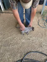 Girl3, a female German Shorthaired Pointer for sale in Carthage, NC – 5 of 8