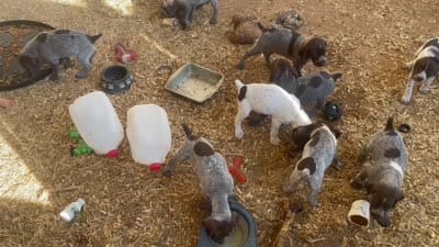 Girl 4, a female German Shorthaired Pointer for sale in Carthage, NC – 3 of 5
