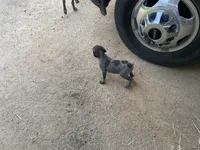 Girl 4, a female German Shorthaired Pointer for sale in Carthage, NC – 1 of 5