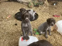 Girl1, a female German Shorthaired Pointer for sale in Carthage, NC – 3 of 9