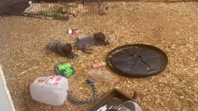 Girl1, a female German Shorthaired Pointer for sale in Carthage, NC – 8 of 9