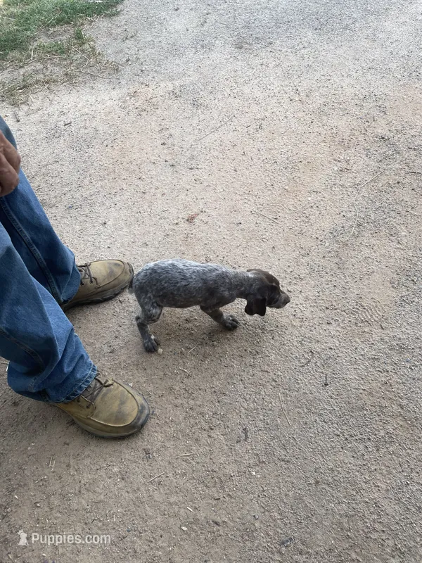 Boy1 – German Shorthaired Pointer puppy for sale in Carthage, NC