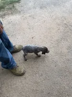 Boy1, a female German Shorthaired Pointer for sale in Carthage, NC – 1 of 6