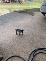 Girl3, a female German Shorthaired Pointer for sale in Carthage, NC – 6 of 8