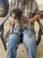 Girl 4, a female German Shorthaired Pointer for sale in Carthage, NC – 5 of 5