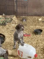 Girl1, a female German Shorthaired Pointer for sale in Carthage, NC – 4 of 9