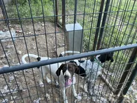 Spot, a female German Shorthaired Pointer and Pointer for sale in Carthage, NC – 2 of 4