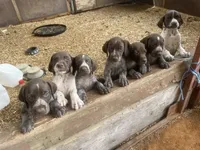 Girl5, a female German Shorthaired Pointer for sale in Carthage, NC – 3 of 6