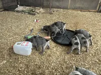 Girl1, a female German Shorthaired Pointer for sale in Carthage, NC – 7 of 9