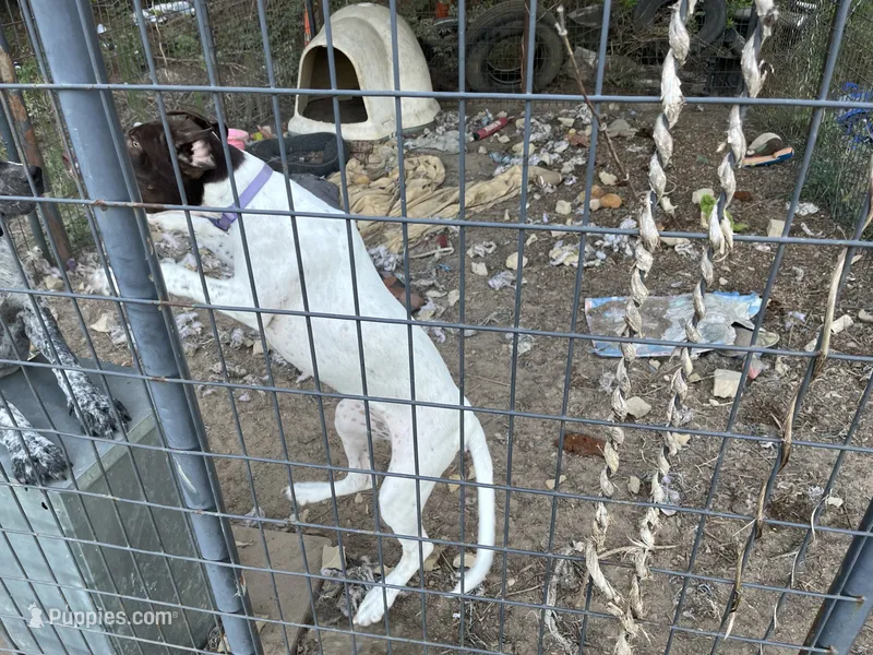 Whitey – German Shorthaired Pointer, Pointer puppy for sale in Carthage, NC