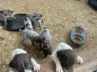 Girl1, a female German Shorthaired Pointer for sale in Carthage, NC – 6 of 9