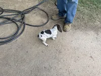 Girl5, a female German Shorthaired Pointer for sale in Carthage, NC – 1 of 6