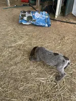 Girl3, a female German Shorthaired Pointer for sale in Carthage, NC – 3 of 8
