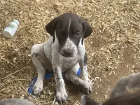 Girl5, a female German Shorthaired Pointer for sale in Carthage, NC – 4 of 6