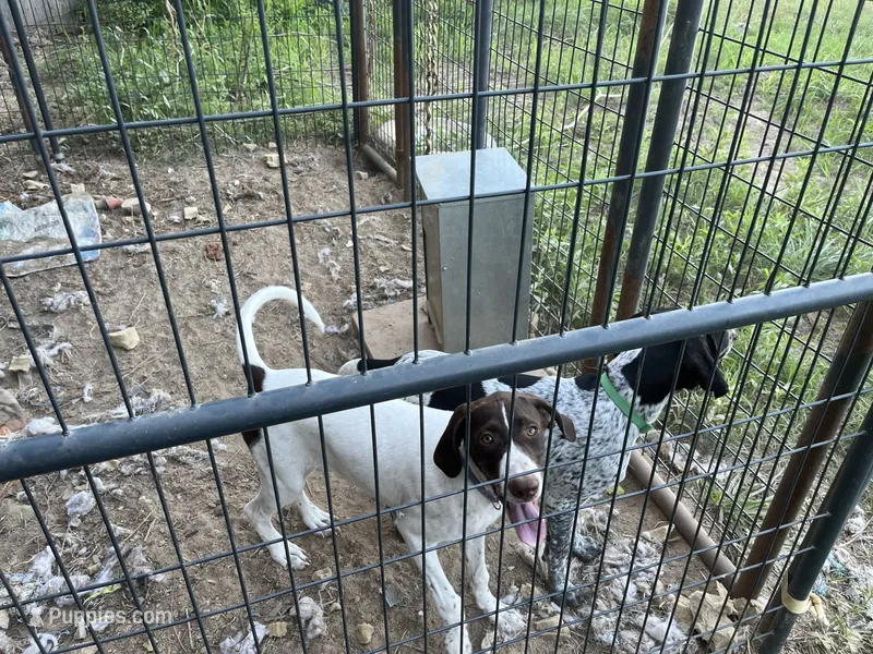 Spot – German Shorthaired Pointer, Pointer puppy for sale in Carthage, NC