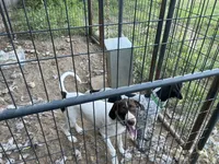 Spot, a female German Shorthaired Pointer and Pointer for sale in Carthage, NC – 1 of 4