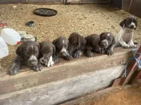 Girl 4, a female German Shorthaired Pointer for sale in Carthage, NC – 4 of 5